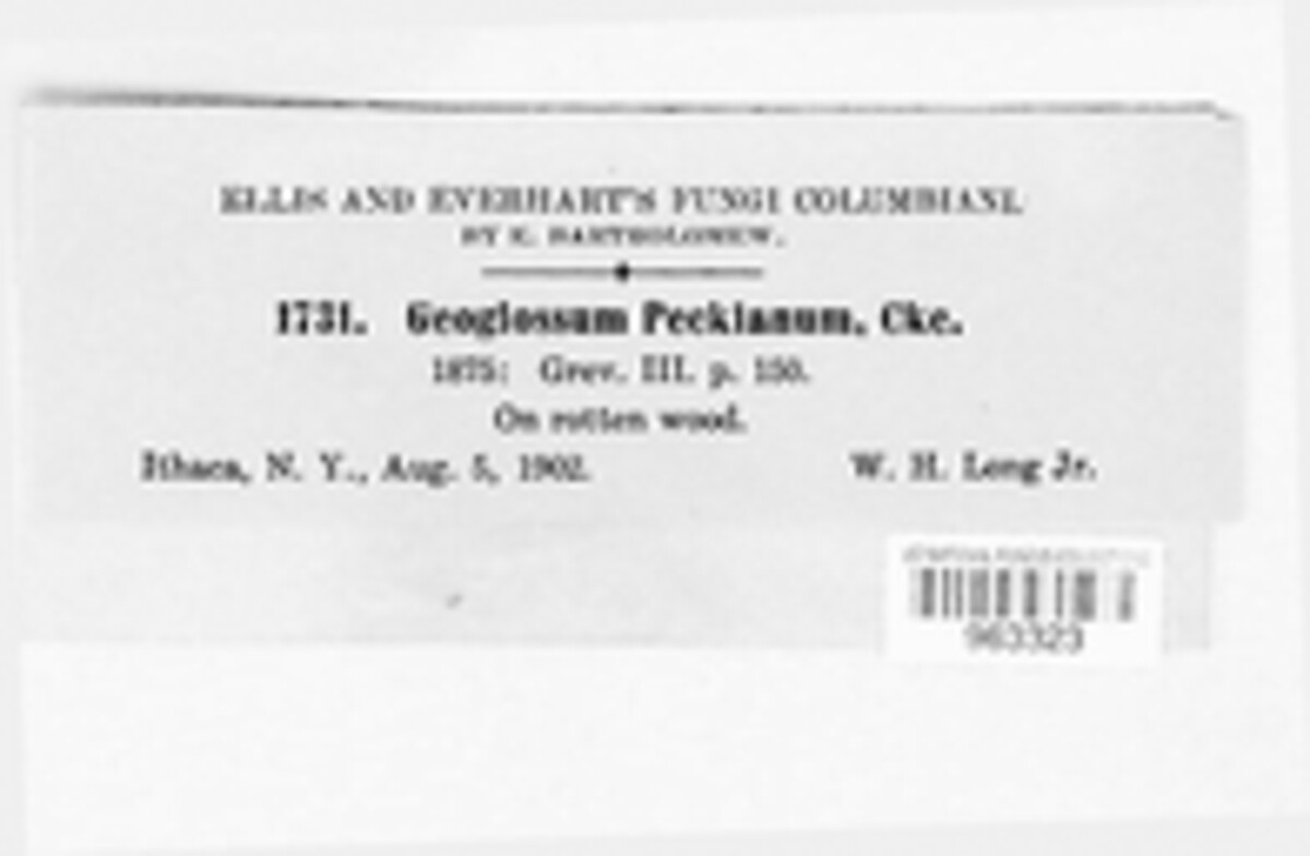Geoglossum peckianum image